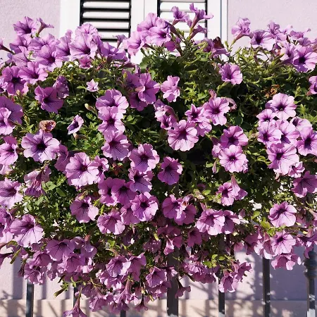 Sommerzauber * مالي لوشينغْ