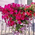 Sommerzauber