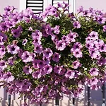 Sommerzauber * Mali Losinj